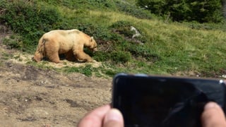 urs Napa durant ir en il liber, davantvart cameras d'aspectaturs