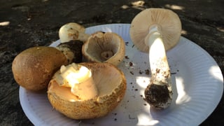 Schampignuns ed ina amanita.