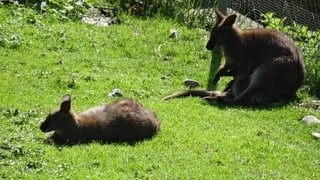 Era animals exotics, sco il kenguru, chatt’ins en il zoo.