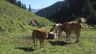 Vatgas mamma sin l'Alp Nova sur Breil. 