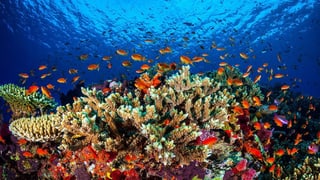 ina part intacta dal Great Barrier Reef. 