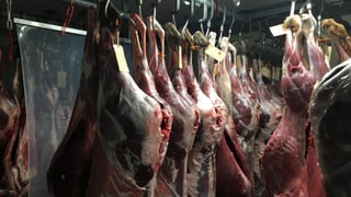 Massa selvaschina ch’è pendi si vid las chommas en la frestgera. Massa selvaschina ch’è pendi si vid las chommas en la frestgera.