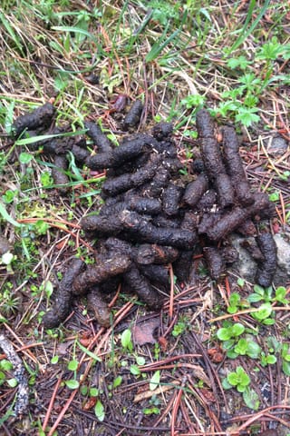 Excrements dal cot da draussa.