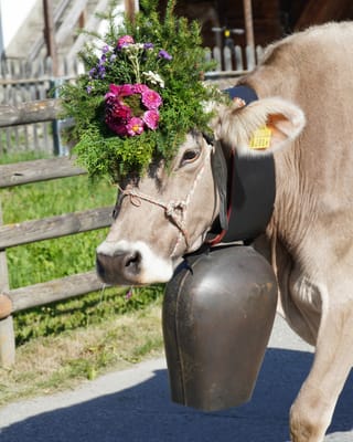 Kuh mit Blumenschmuck und Glocke