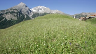 Prà alpin.