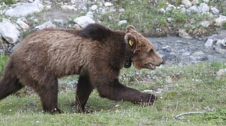En il Trentino è la populaziun da l'urs danovamain creschida.