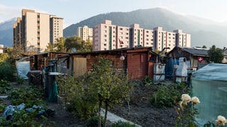 Purtret dals ierts da Schreber dasper la «Austrasse» a Cuira.
