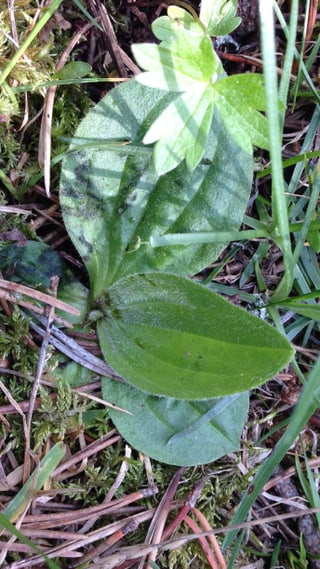 Questa planta gida mirvegliusamain cunter las piztgadas da las furmiclas.