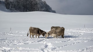 Purtret da trais vatgas che stattan sin in prà cuvert cun naiv. Duas dad ellas tegnan in encunter l'auter lur chaus. 