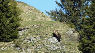 Purtret da l'urs ch'è vegnì fotografà ad Eriz. 