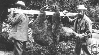 Ultim urs ch'è vegnì sajettà en Svizra en il territori dal Piz Pisoc dals chatschaders Sarott Bischoff e Padruot Fried. Ultim urs ch'è vegnì sajettà en Svizra en il territori dal Piz Pisoc dals chatschaders Sarott Bischoff e Padruot Fried.