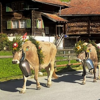 Kühe laufen durchs Dorf mit Blumenschmuck und Glocke
