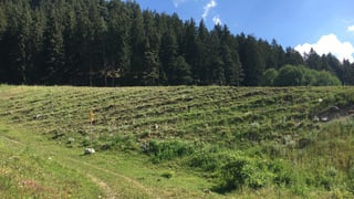 La plaunca che vegn sanada.