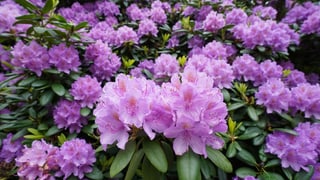 Maletg rododendrons