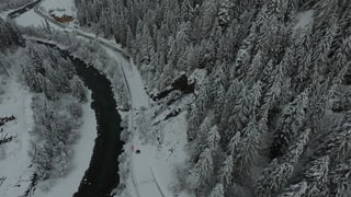 Purtret da surengiu da la bova tranter Scuol ed Ardez. Purtret da surengiu da la bova tranter Scuol ed Ardez.