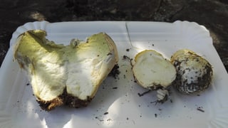 Bovist ed amanita mustgera.