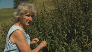 Gisula Tscharner taglia ervas selvadias sin in prà.