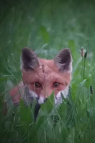 Ignaz Albin da Vuorz ha pudì fotografar ina vulp.