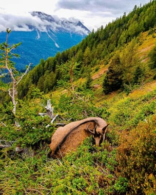In buc da chamutsch en ina bella cuntrada alpina.
