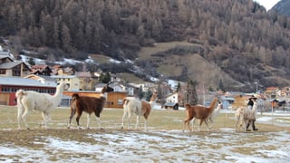 Lamas en ina retscha. 