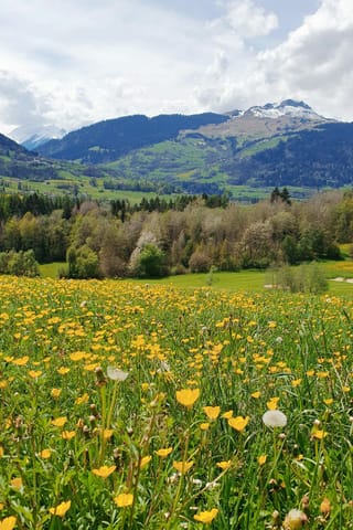 Frühlingswiese mit Berg dahinter
