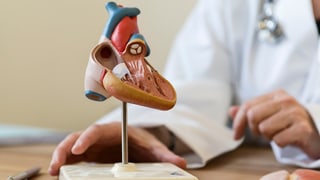 Ins vesa ils mans d’in medi ed in model d’anatomia.