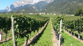 Vigna en il Signuradi.