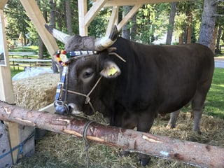 Il taur Leo per il victur dal NOS a Tavau.