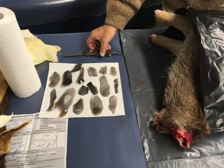 Nizzas da crap enstagl dal cuntè da sac: Cun da quellas stgaglias han ins durant il temps da crap tratg giu il pel als animals. 