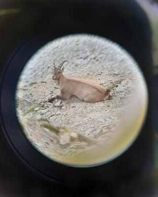 Animal.