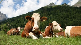 Vatga da la razza taclada dal Simmental Vatga da la razza taclada dal Simmental