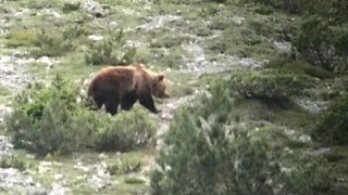 Il urs observà in Val d'Uina ils 7 fanadur 2018