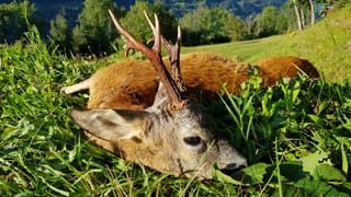 Purtret dal chavriel che giascha en il pastget.