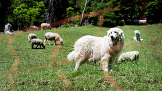 Suenter l’emprima attatga dal luf han chauns protegì la muntanera.