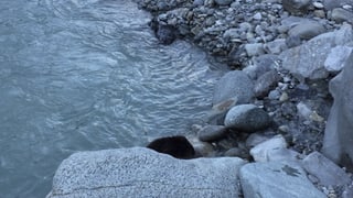 Castur a la riva da l'En en Engaidin'Ota.