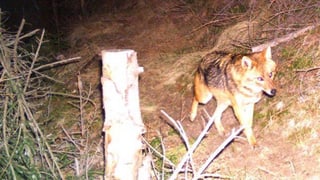 Il schacal mellen ch'è vegnì sajettà per sbagl il schaner passà en Surselva.