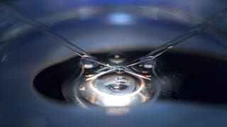 Micropipettas ed in microscop invertì.