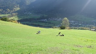 En divers lieus sin questa pastgira a Pazen en vischnanca da Donat vegnan dumbrads ils coss.