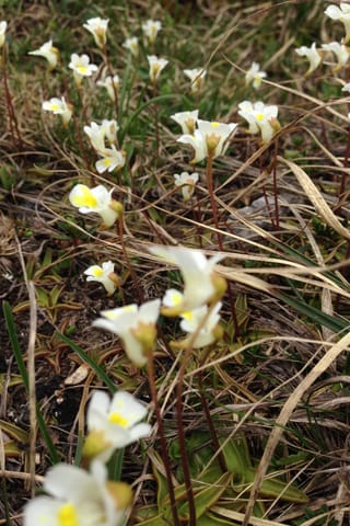Pinguicula alpina, ina flur che maglia charn.