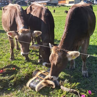 Kühe auf der Weide in Brigels