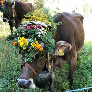 Kuh auf Wiese mit Glocke und Blumen