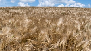 èr da graun