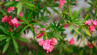 Maletg Oleander