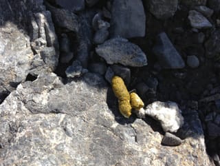 Excrements frestgs d'urblaunas.