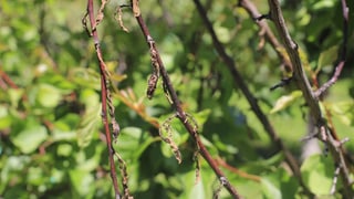 Ina planta morta suenter la fradaglia