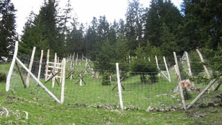 Protecziun cunter lavinas al Cuolm da Latsch.