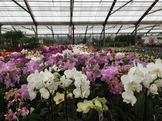 orchidea