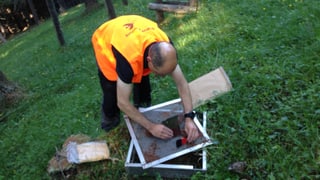 L'inschigner forestal, Walter Abderhalden, collecziunescha provas da sems da lareschs, schembers e pigns.