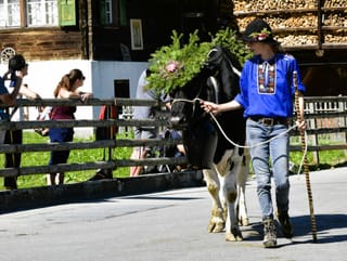 Kuh am Alpabzug Brigels mit Frau