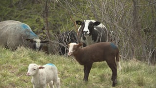 nursas che pasculeschan nursas che pasculeschan